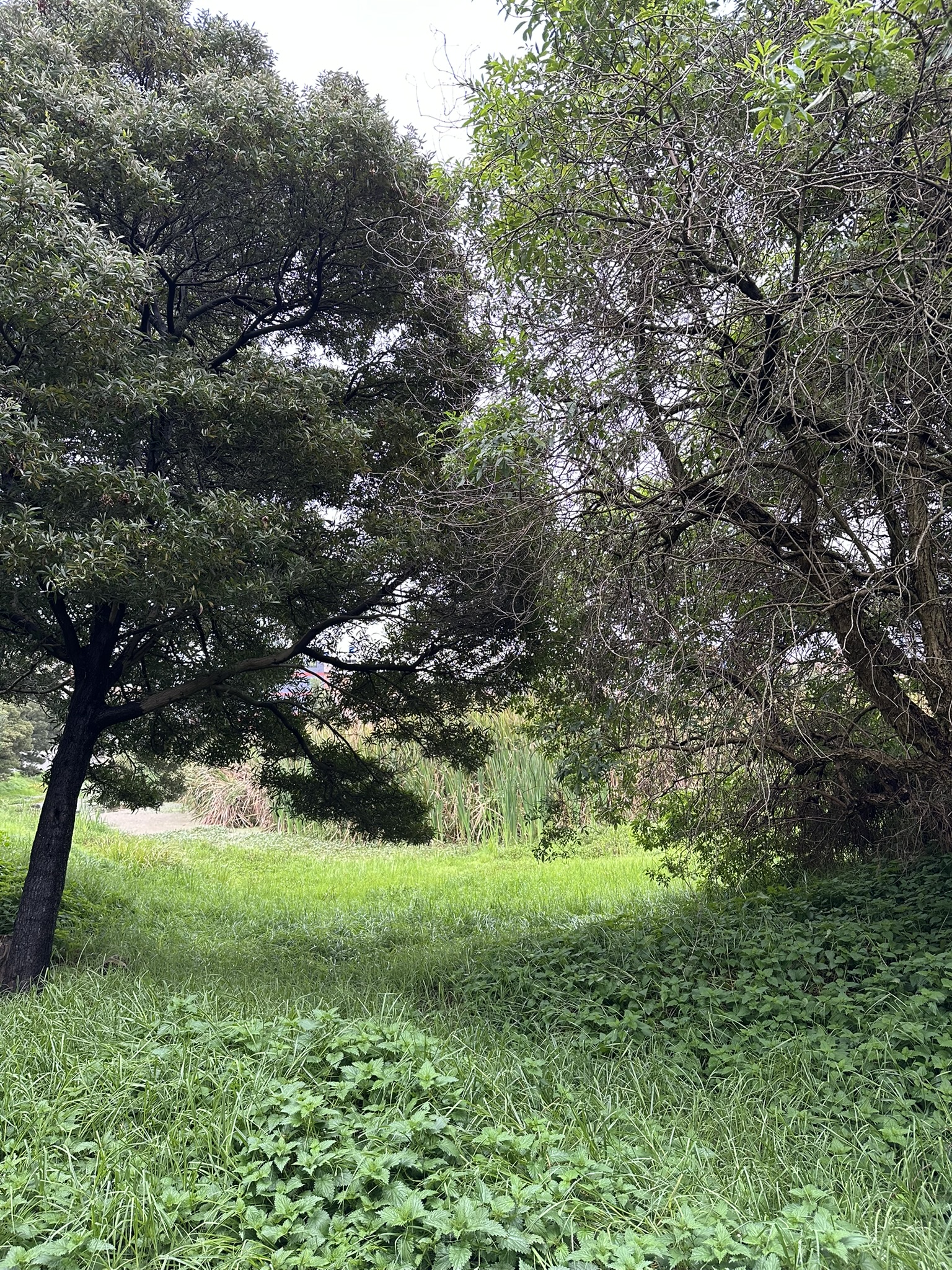 Flora nativa del humedal